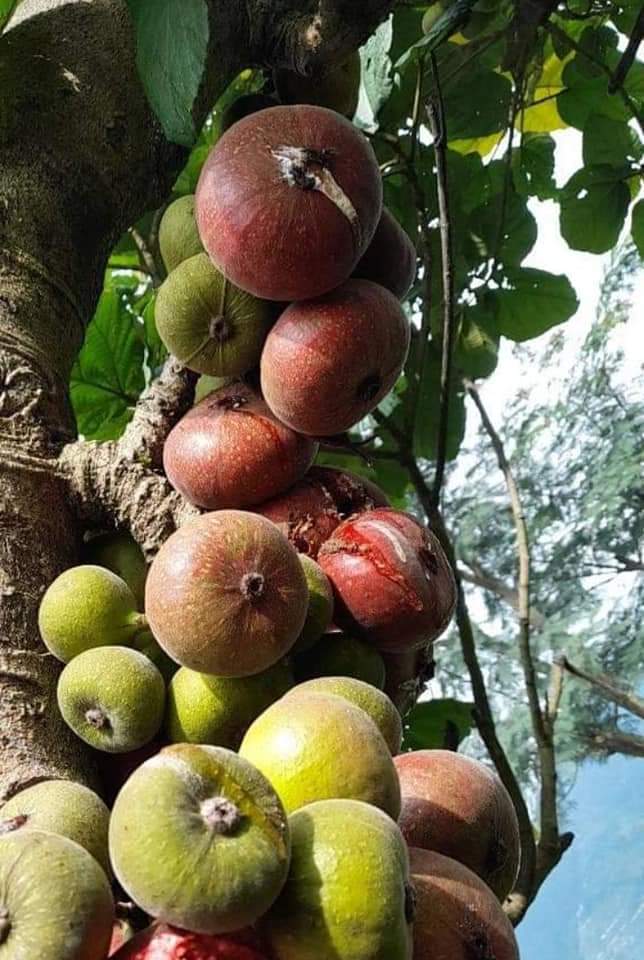 तिमिलो