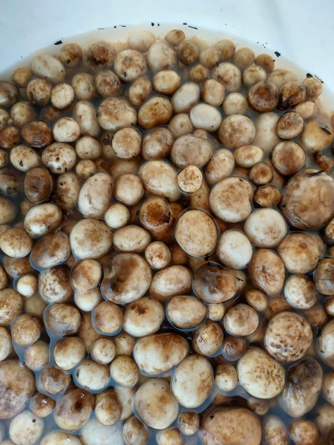 फुटकी च्याउ