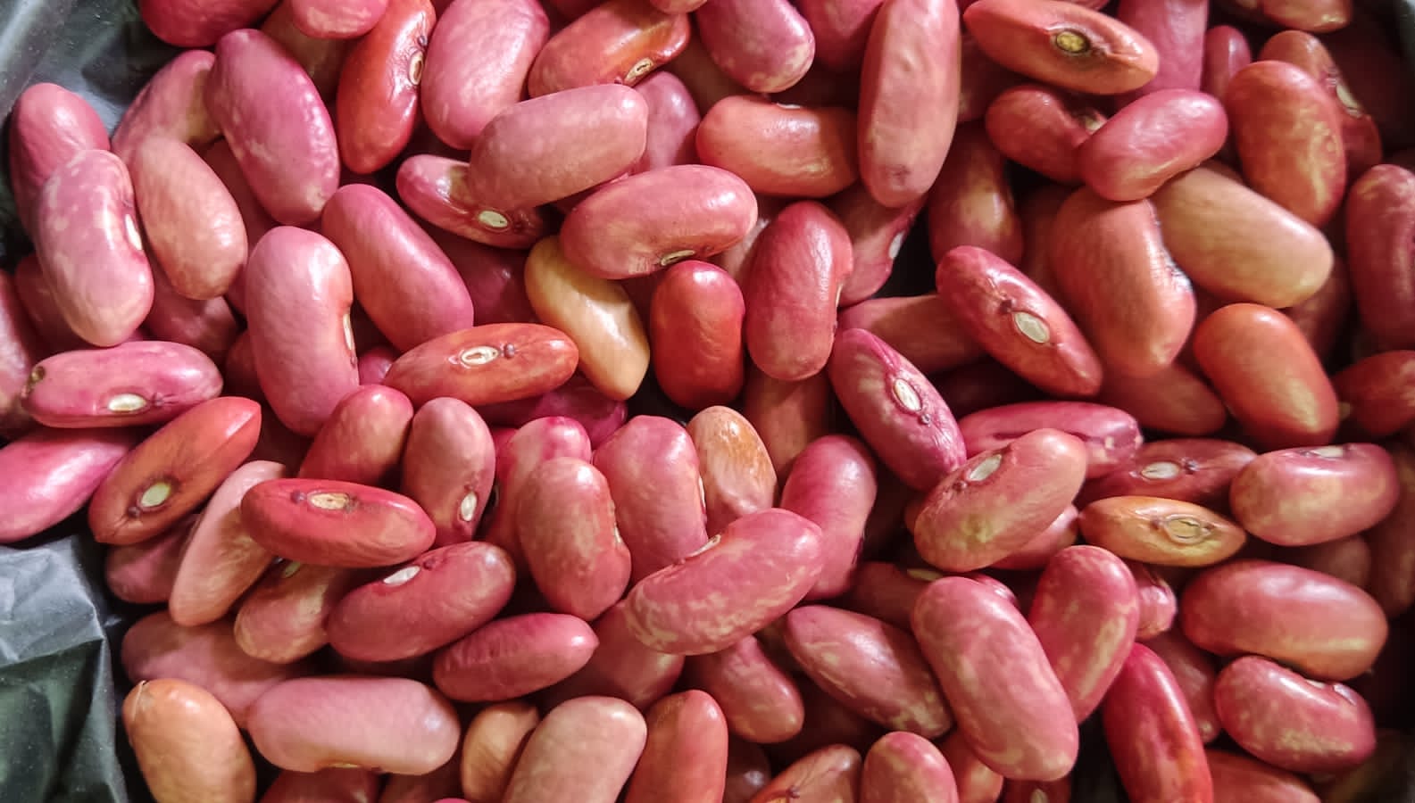 रातो सिमी (लाइट)
