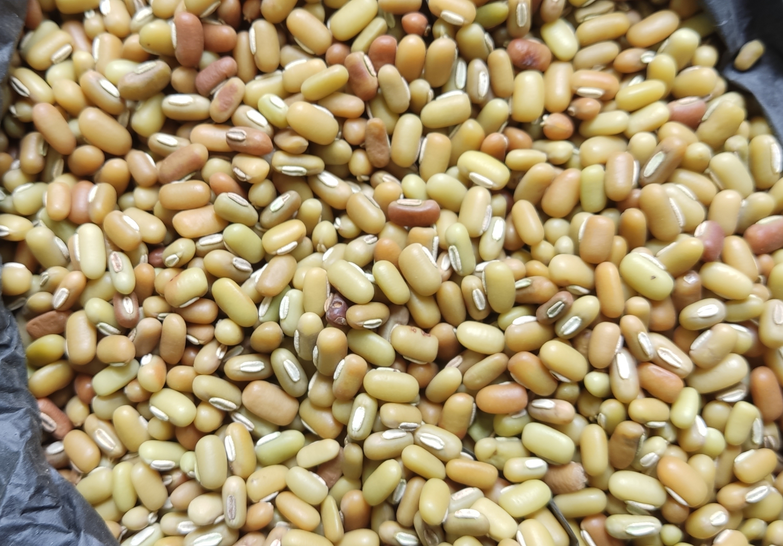 सेतोमास
