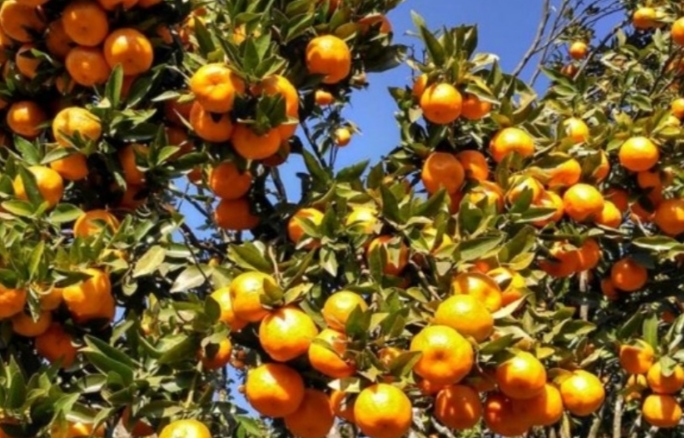 सुन्तला orange