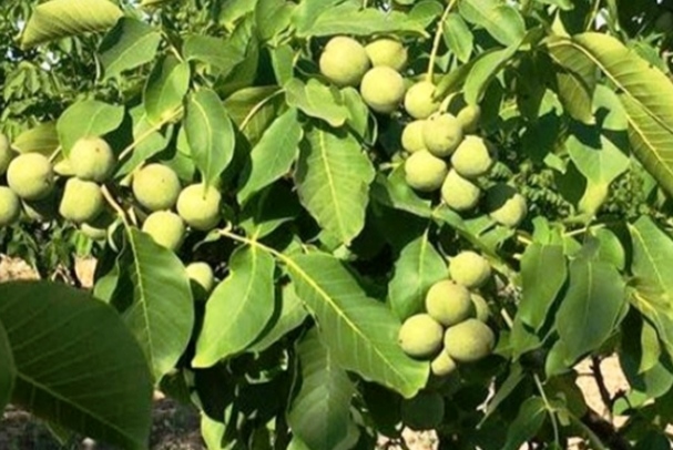 Walnut  ओखर