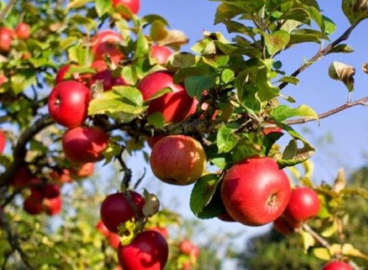 Apple स्याउ