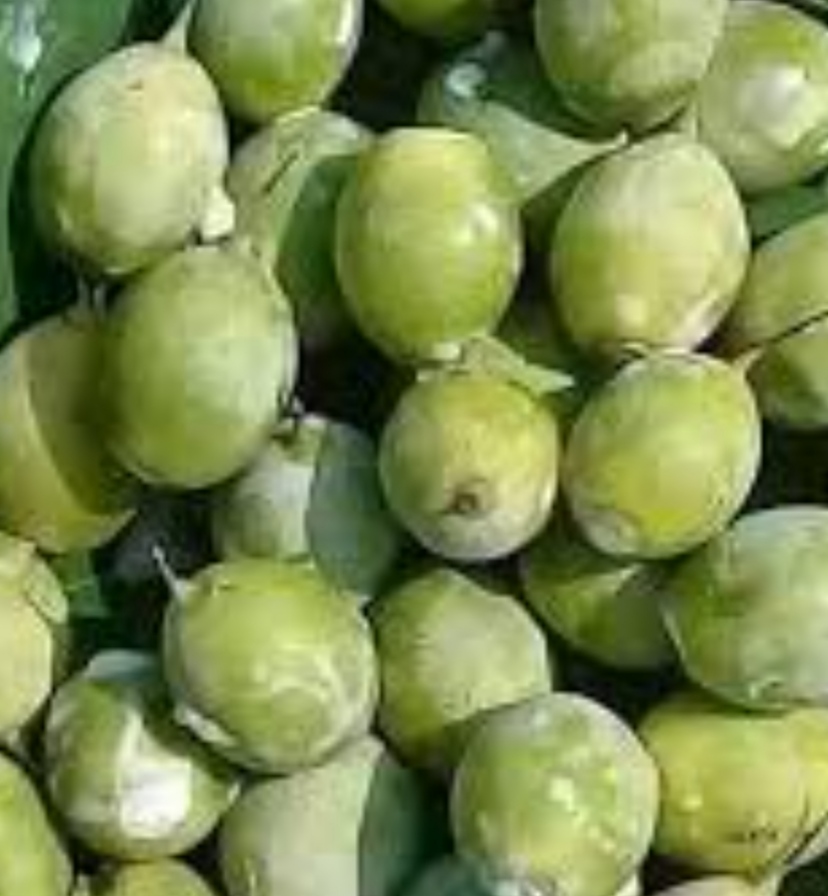 चिउरी
